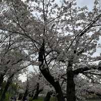 Kema Sakuranomiya Park, Osaka