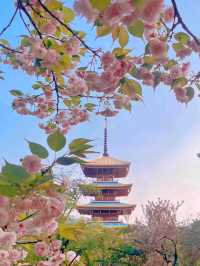 A Rain of Cherry Blossoms: The Dreamy Beauty of Wuhan’s Spring