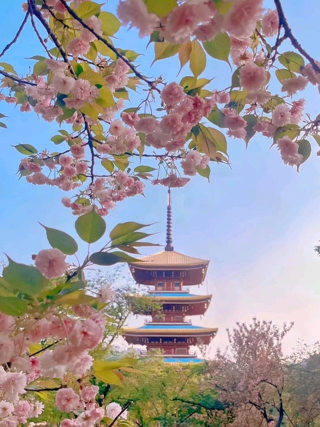A Rain of Cherry Blossoms: The Dreamy Beauty of Wuhan’s Spring