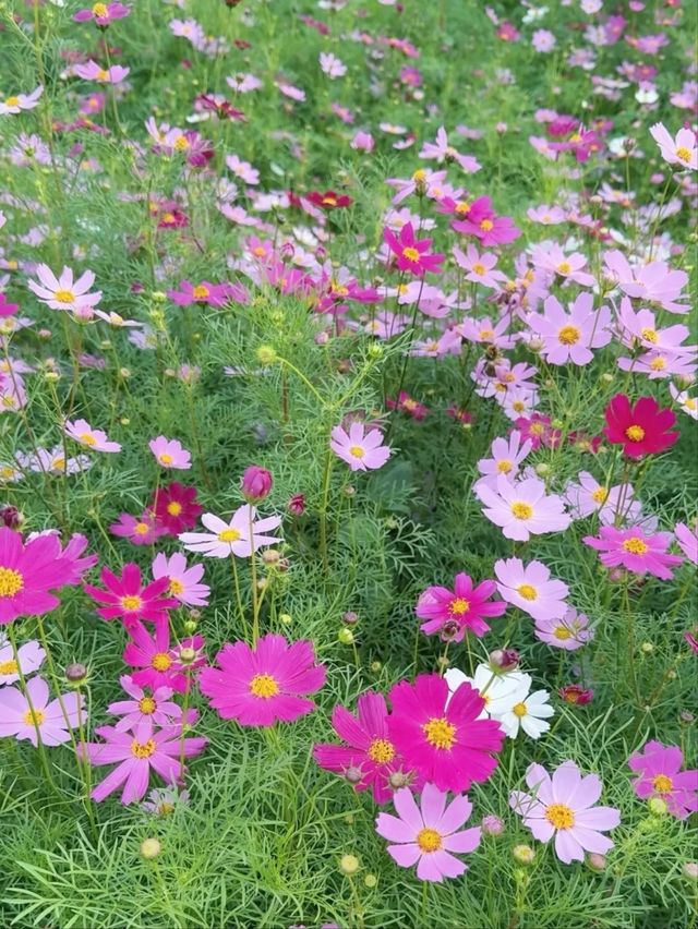 Haizhu Lake Park– Guangzhou’s Urban Wetland Oasis