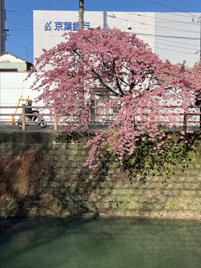 🌸 Live from April! Possibly the Best Early Sakura Spot Near Tokyo for Stunning Photos