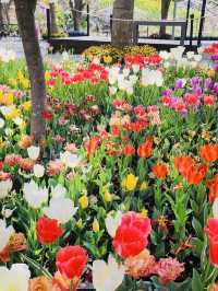 Pinnacle Land Tulip Festival: A Springtime Delight in Asan 🌷🌸