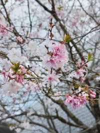 Sakura: Ephemeral Beauty and the Soul of Japanese Spring