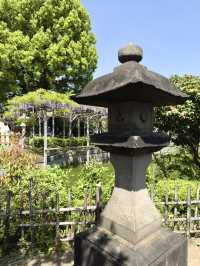 Wisteria Wonderland at Kameido Tenjin Shrine