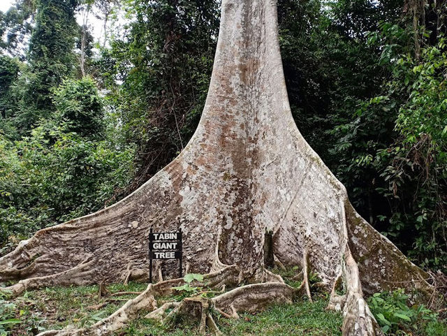 🦧 Tabin Wildlife Reserve: Where the Wild Things *Really* Are! 🌿