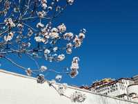 Wait… This Isn’t a Dream? Springtime at the Potala Palace Feels Unreal!