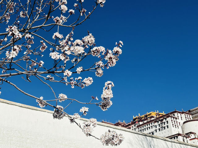 Wait… This Isn’t a Dream? Springtime at the Potala Palace Feels Unreal!