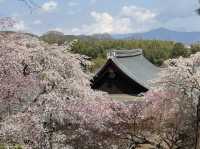 京都嵐山賞櫻好去處