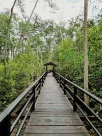 Taman Tanjung Ketapang: Where Mangrove Boardwalks & Monkey Drama Collide🌿🐒