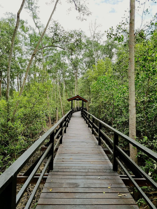 Taman Tanjung Ketapang: Where Mangrove Boardwalks & Monkey Drama Collide🌿🐒