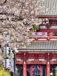 Sakura Serenity: Cherry Blossoms at Sensoji Temple