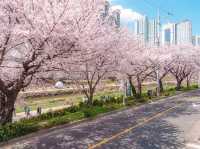 Oncheoncheon Stream Cherry Blossoms: Busan's Urban Pink Paradise