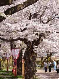 🌸 Morioka — A Hidden Gem for Your Cherry Blossom Journey! 🌸