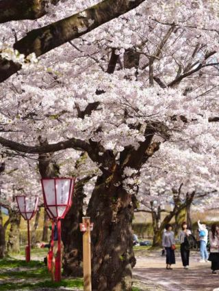 🌸 Morioka — A Hidden Gem for Your Cherry Blossom Journey! 🌸