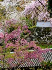 Nara Hase-dera Temple: A Romantic Encounter of Cherry Blossoms and Ancient Temples 🌸⛩️