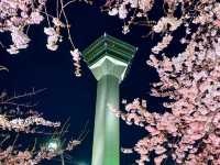 日與夜賞櫻：北海道五稜郭公園