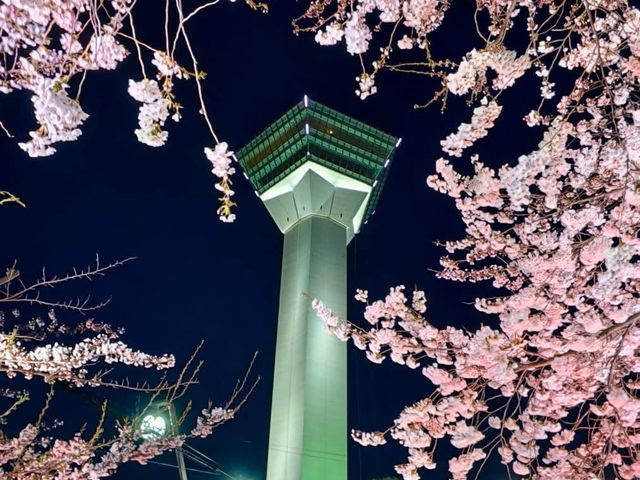 日與夜賞櫻：北海道五稜郭公園