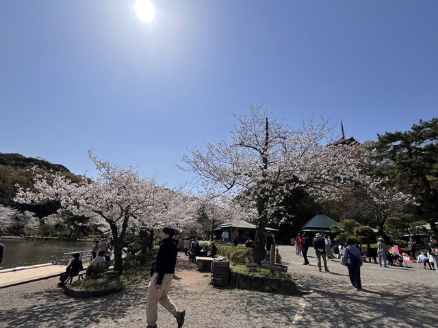 三渓園でお花見　昼ver @横浜