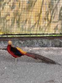 #鳳凰谷鳥園生態園區-南投縣鹿谷鄉