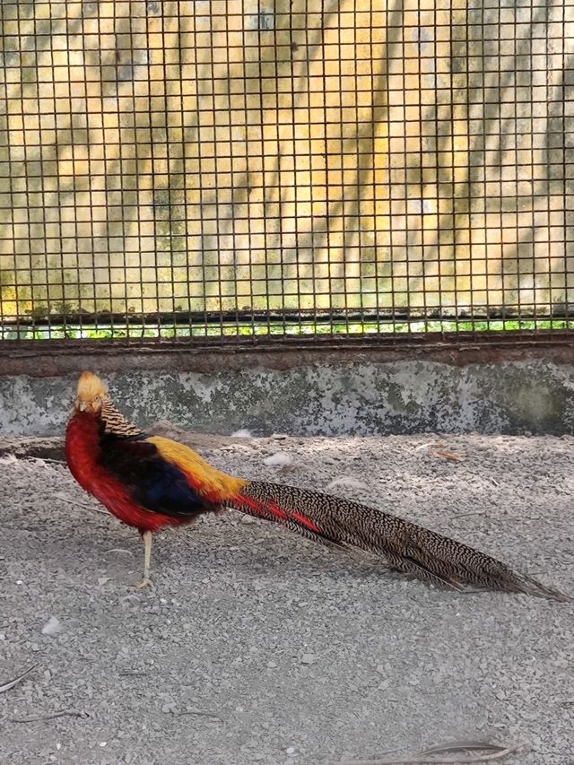 #鳳凰谷鳥園生態園區-南投縣鹿谷鄉