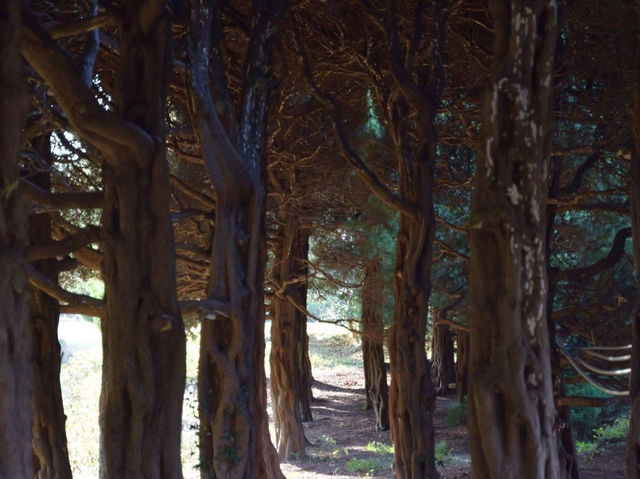 Discover Nokonoshima Island 