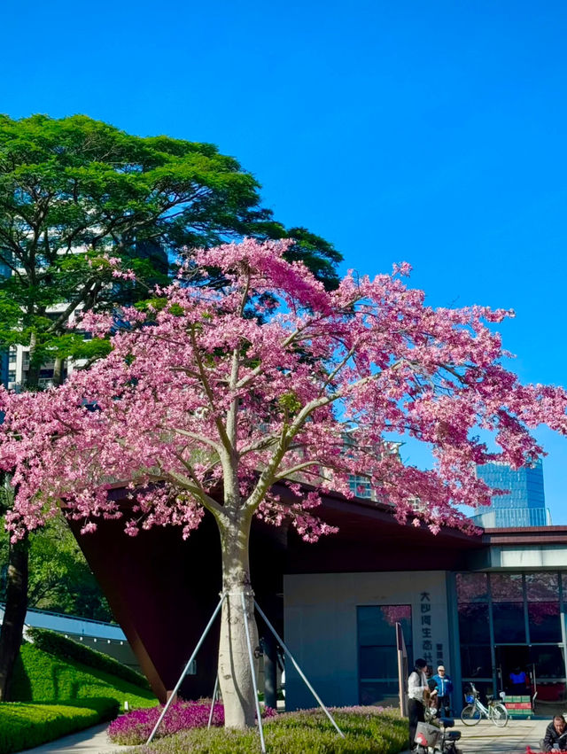 遠離城市的生活🥰深圳行程攻略❤️‍🔥