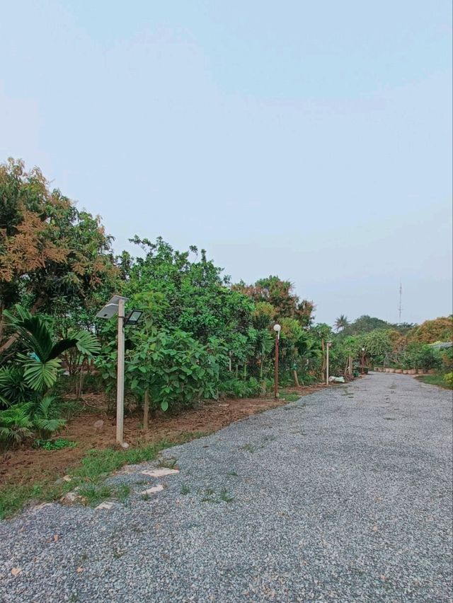 บึงตะโกนรีสอร์ท |พิจิตร