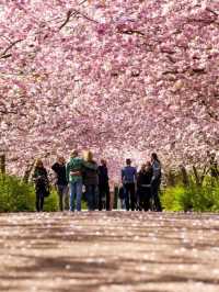 Where to Find the Most Beautiful Cherry Blossoms in Denmark