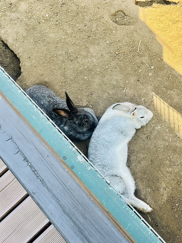 제주도 가볼만한 곳 추천 <제주레일바이크> 💛