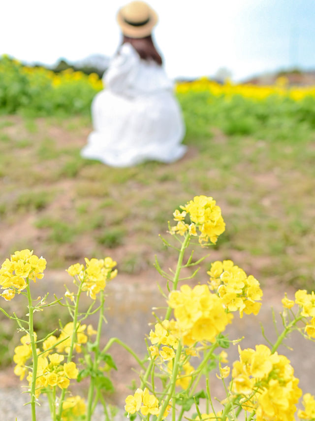 【淡路島】一年中お花を楽しめる楽園🩵🌼
