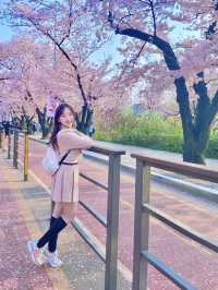 🇰🇷首爾汝矣島賞櫻攻略🌸不藏私路線分享