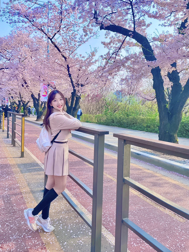 🇰🇷首爾汝矣島賞櫻攻略🌸不藏私路線分享