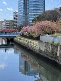 東京小眾景點推薦—清澄白河