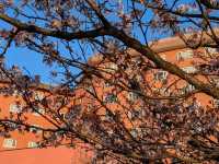 Cherry Blossoms by the Lake: A Spring Trip to Toyako, Hokkaido