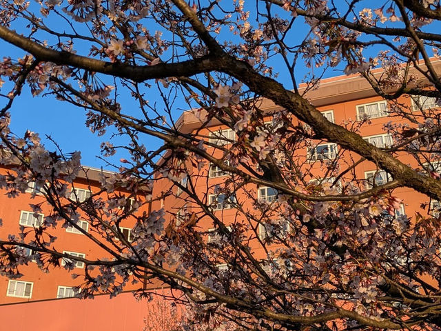 Cherry Blossoms by the Lake: A Spring Trip to Toyako, Hokkaido
