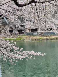 Chasing Cherry Blossoms: A Spring to Remember in Korea (2025)