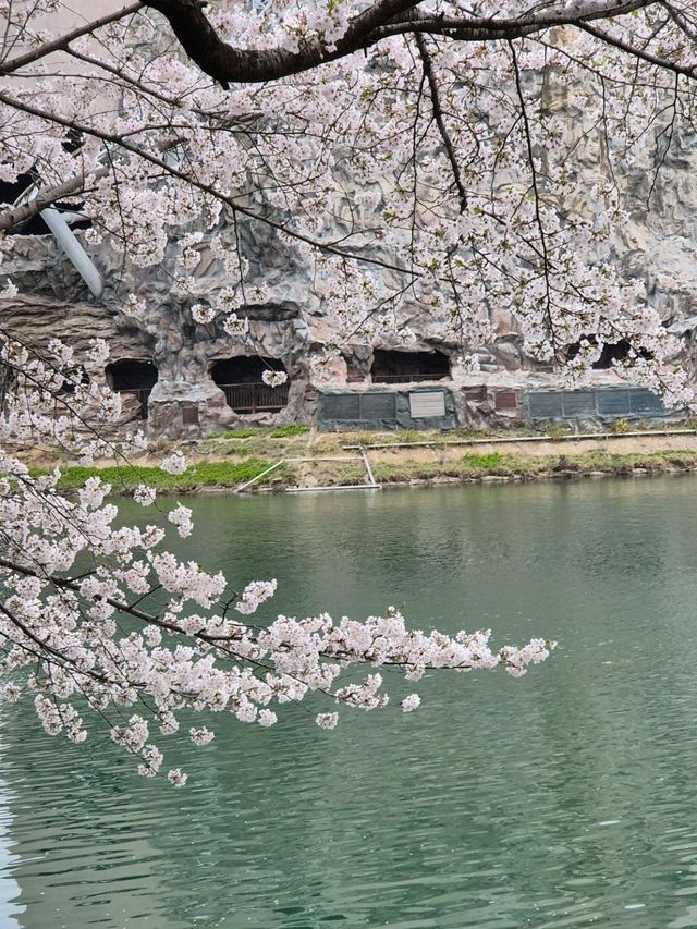 Chasing Cherry Blossoms: A Spring to Remember in Korea (2025)
