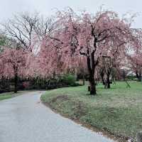 Sakura Serenity in Miyagi Kōen