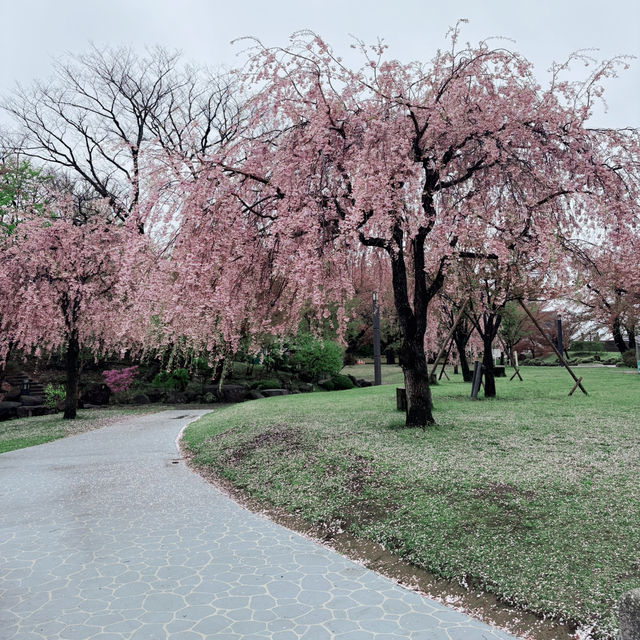 Sakura Serenity in Miyagi Kōen