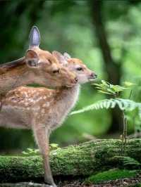Into the Wild: A Magical Journey through Chitwan National Park