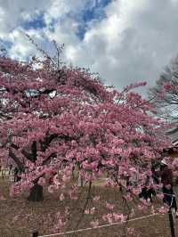 “The First Bloom of Spring: Kawazu’s River of Pink”