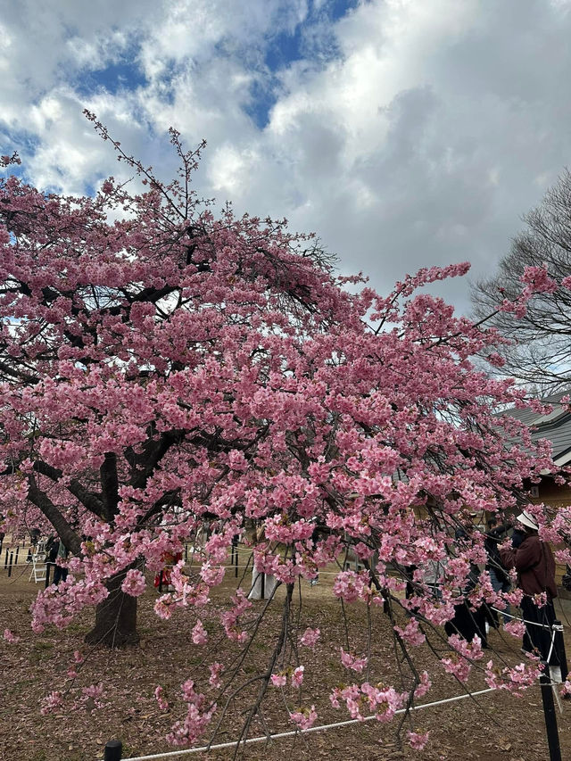 “The First Bloom of Spring: Kawazu’s River of Pink”