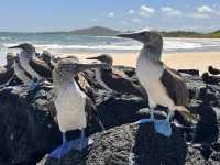 【イサベラ島】ペンギンとアシカと泳げる、赤道直下の野生の楽園。