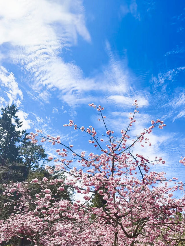 雲海與櫻雪交織的春日奇景：阿里山櫻花季🌸