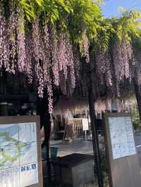 稻荷神社⛩️九州浮羽朝倉鄉間溫泉自駕遊