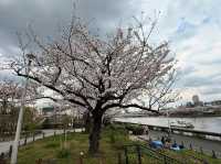 Sumida Park: Riverside Sakura Bliss in Tokyo