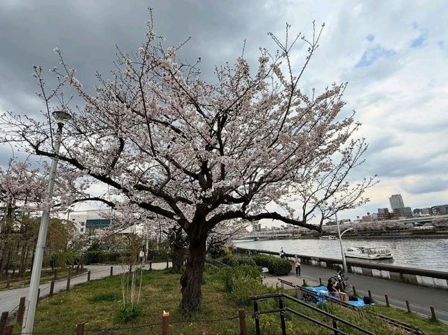 Sumida Park: Riverside Sakura Bliss in Tokyo