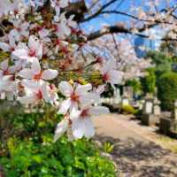 Chidorigafuchi Park: Sakura Reflections in the Heart of Tokyo