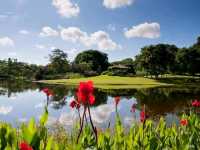 Finding Serenity in the City – A Morning at Eco Lake, Singapore Botanic Gardens