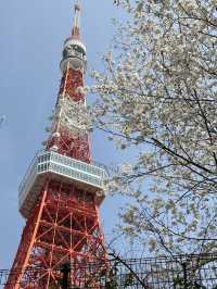 Sakura Season in Japan 🌸✨ 7Apr - 9Apr 2025
